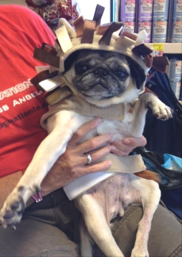 /images/uploads/pug nation rescue of los angeles/pugnation2020/entries/11264thumb.jpg
